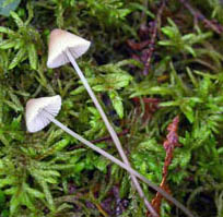 Mycena capillaris, side view showingelongated stipes and gills. Mycena capillaris.